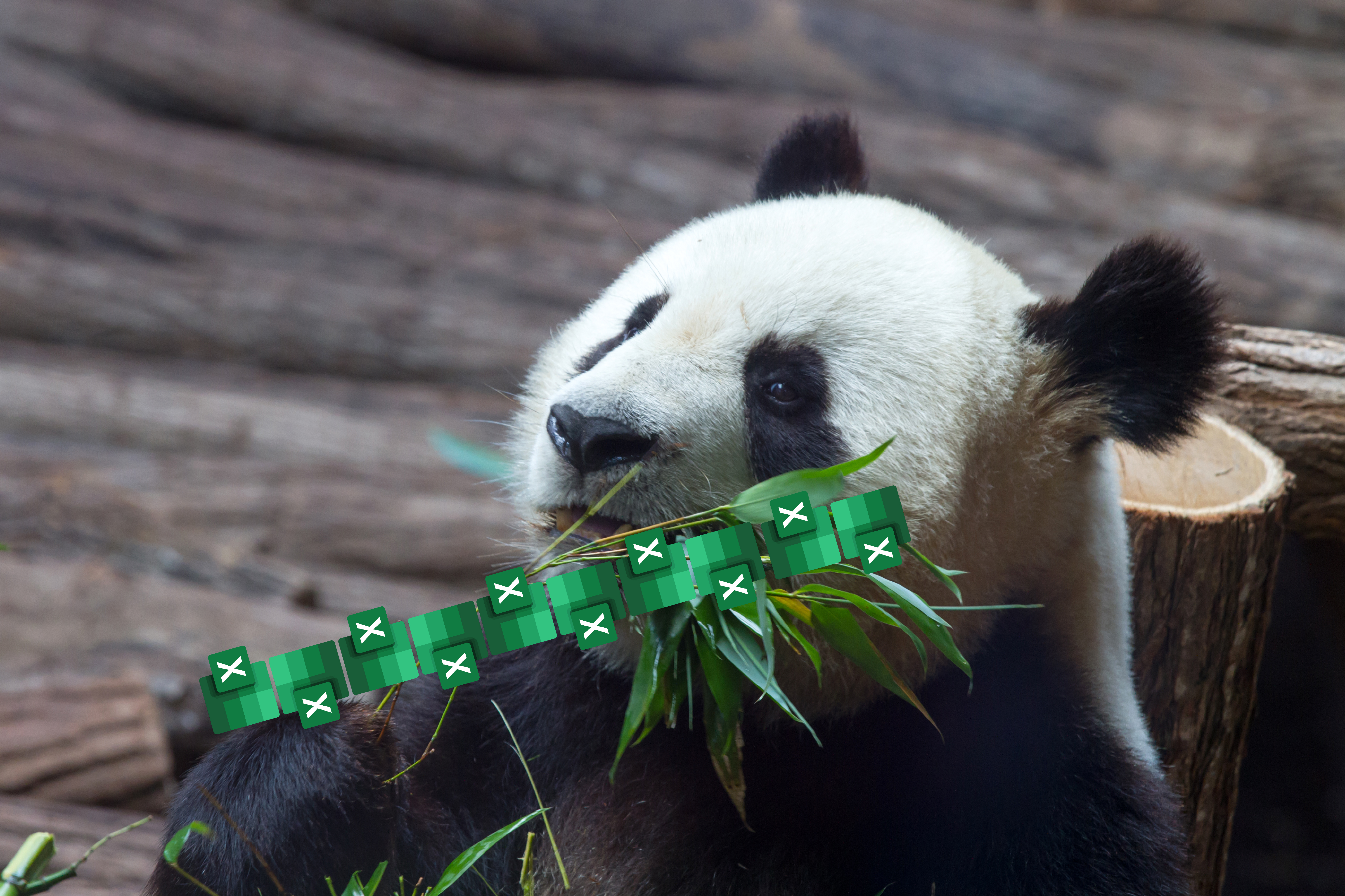 Merge pandas. Большая панда. Ailuropoda melanoleuca. Маленькая панда. Уроки pandas.